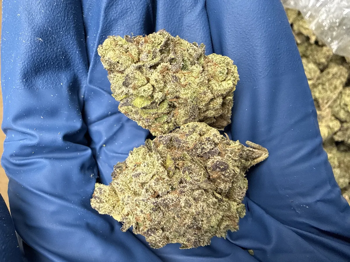 Lemon Cherry Gelato Flower